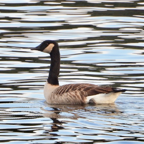 Canada Goose photographed in South Carolina