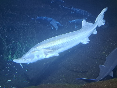 Beluga Sturgeon