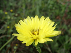 Pyrrhopappus carolinianus image
