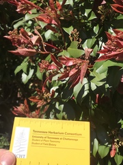 Photinia