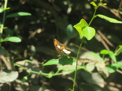 Adelpha zea