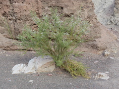 Hualania colletioides