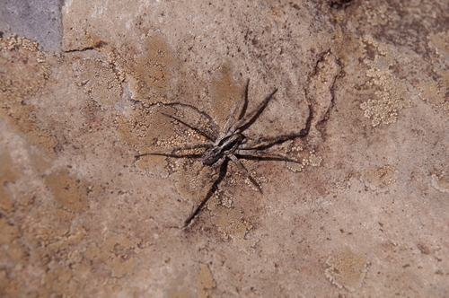 Hogna hawaiiensis