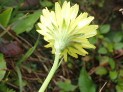 Pyrrhopappus carolinianus image