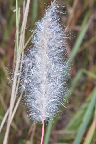 Cogon Grass