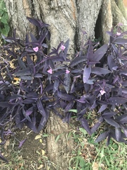Tradescantia pallida