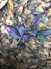 Tradescantia zebrina