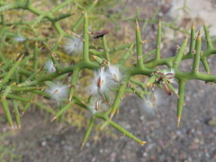 Hualania colletioides