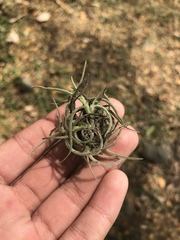 Tillandsia recurvata