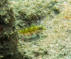 Mexican Margarita Blenny photo 5