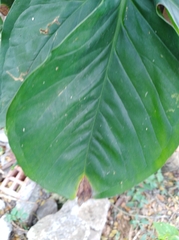 Epipremnum aureum