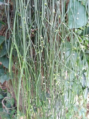 Epipremnum aureum