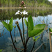 Menyanthes trifoliata - Photo (c) Sergey Mayorov, μερικά δικαιώματα διατηρούνται (CC BY-NC), uploaded by Sergey Mayorov