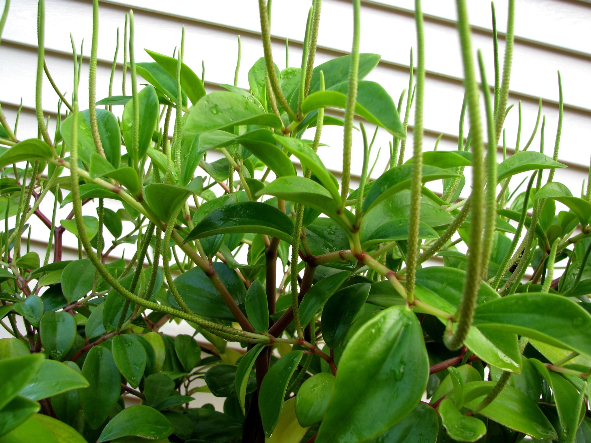 Peperomia wheeleri