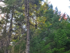 Perisoreus canadensis image