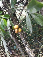Pittosporum undulatum