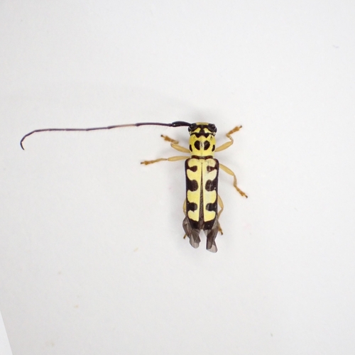 Zeale dubia