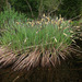 Carex elata - Photo (c) Sergey Mayorov, algunos derechos reservados (CC BY-NC), uploaded by Sergey Mayorov