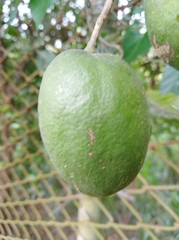 Mangifera indica