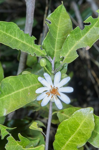 African Dogrose