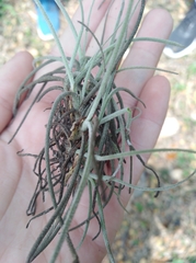 Tillandsia recurvata