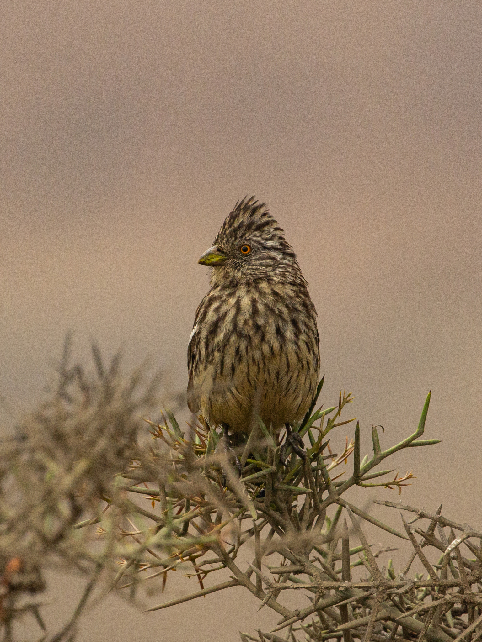 Peruvian Plantcutter (Phytotoma raimondii), photo 5