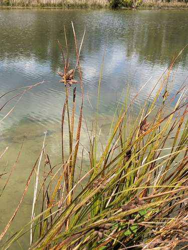 Image of Seacoast Bulrush (Bolboschoenus robustus) by (c) Alaina Krakowiak, some rights reserved (CC BY)