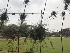 Tillandsia recurvata