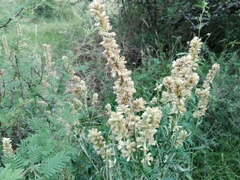 Pterocaulon cordobense