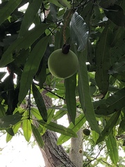 Mangifera