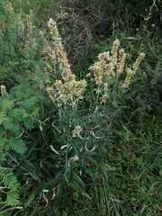 Pterocaulon cordobense