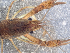 Procambarus pycnogonopodus