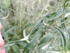 Pterocaulon cordobense