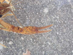 Procambarus pycnogonopodus