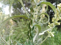 Pterocaulon cordobense