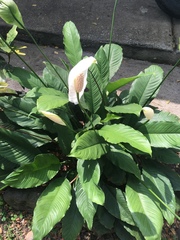 Spathiphyllum