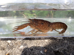 Procambarus pycnogonopodus