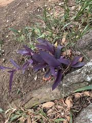 Tradescantia pallida