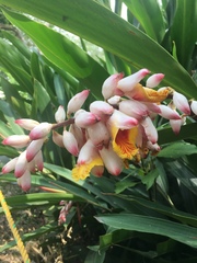 Alpinia nutans