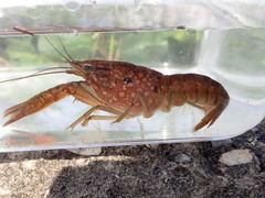 Procambarus pycnogonopodus