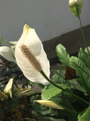 Spathiphyllum