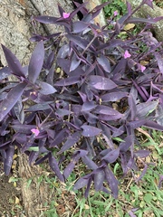 Tradescantia pallida