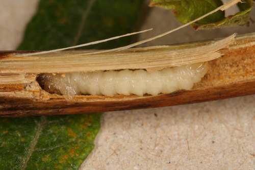 Phylloecus xanthostoma