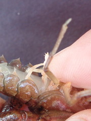Procambarus pycnogonopodus