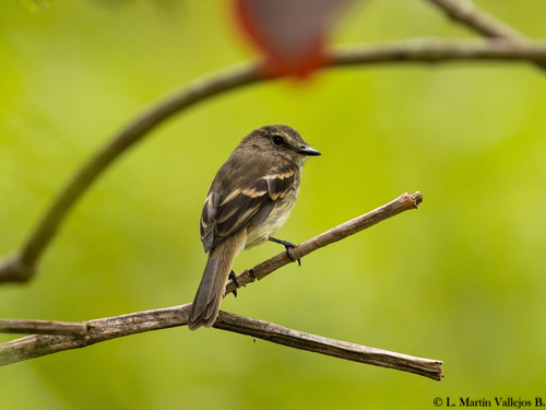 Mouse-grey Flycatcher (Myiophobus crypterythrus), photo 6