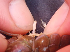 Procambarus pycnogonopodus