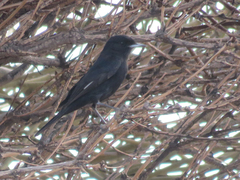 Knipolegus aterrimus