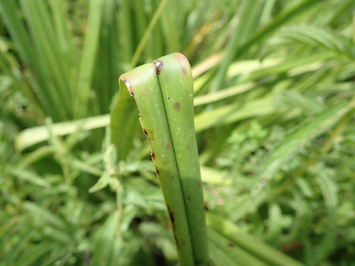 Image of Kniphofia linearifolia by no rights reserved