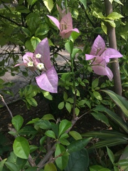 Bougainvillea