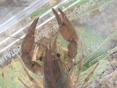 Procambarus kilbyi